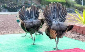 The buttocks of both peacocks. photo