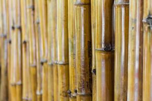 cerrar la pared de bambú. foto