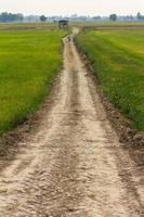 Dirt road through rice fields. photo