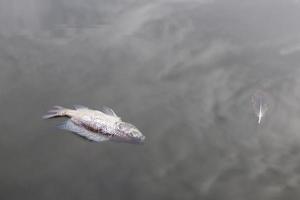 los peces muertos flotan. foto