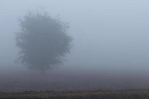 Lonely tree in fog.