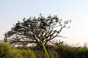 pico abierto de cigüeña con árbol seco. foto