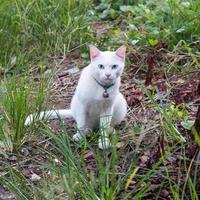 Thai white cat sitting staring from grass. photo