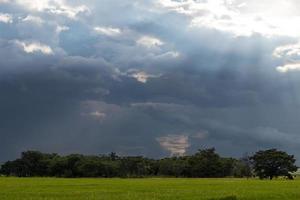 Light shines through clouds over trees in rice fields. photo