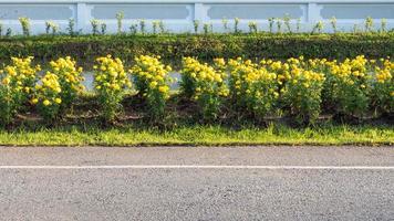 Beautiful marigold flowers along the way. photo