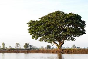 campo de arroz jamjuree con agua. foto