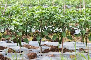 Chili planted with bamboo frame. photo