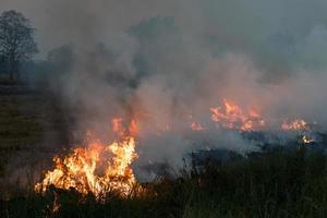 Flames burned grass. photo