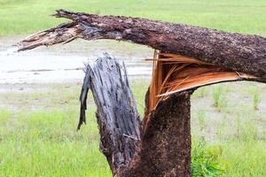 Close-up broken tree felling. photo