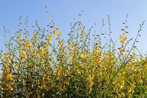 Crotalaria many with beautiful sky. photo