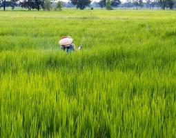 rociar fertilizante en los campos de arroz. foto