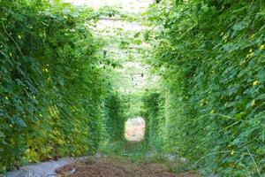 Bitter gourd grow into wall. photo