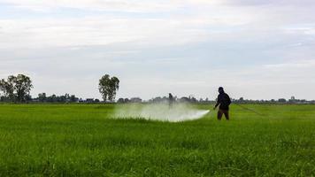 agricultores rociando campos de arroz. foto