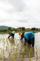 agricultores plantando cultivos de arroz. foto