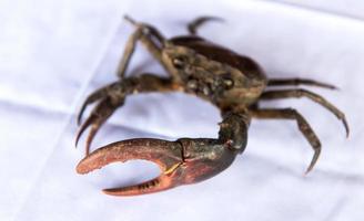 Field crab on white fabric. photo