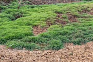 Ground footprints cattle herd with lawns. photo