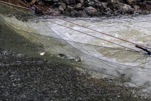 Freshwater fish in the net on the weir. photo