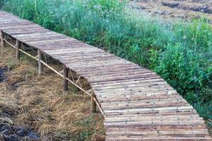 Bamboo bridge stretches over dry rice fields. photo