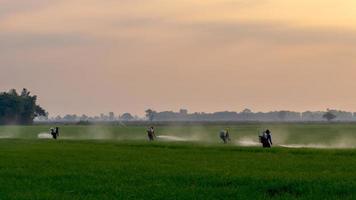 trabajadores rociando productos químicos en campos de arroz verde. foto