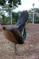 A peacock is feeding on the ground.