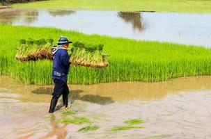 Carrying rice seedlings. photo