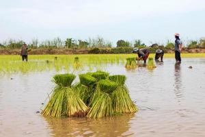 Transplant rice seedlings.