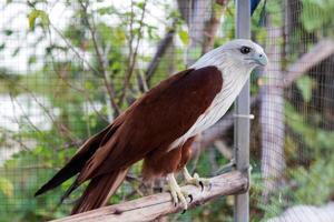 jaula de águila marrón. foto