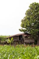 Old abandoned wooden hut with a large tree. photo