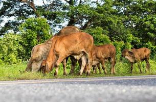 vacas pastando en el camino. foto