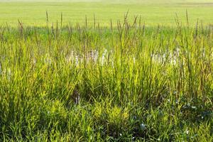 Blossom of weed grass near field. photo