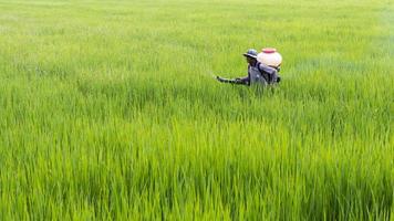 granjero rociando fertilizante en arroz con cáscara. foto