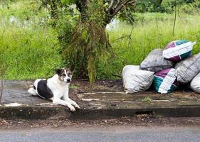 Stray dogs watching sacks. photo