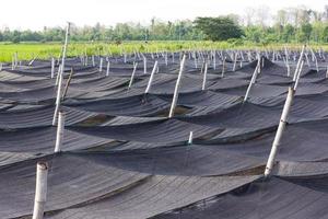 Black plastic mesh shade. photo