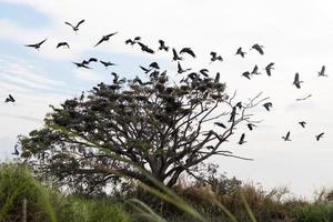 pájaros de pico abierto que vuelan desde las ramitas. foto