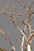 Bare branches gray background. photo