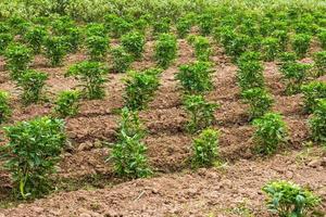 Pepper plantation soil. photo