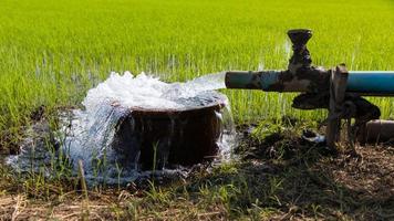 agua rebosante de arroz. foto