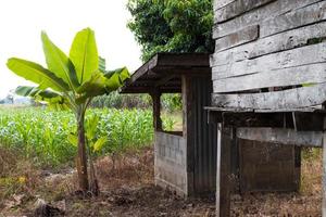 los árboles de plátano cerca de la cabaña se descomponen. foto