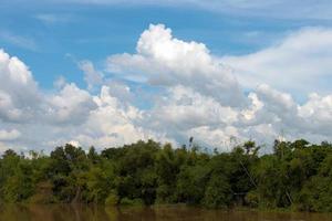 View forest trees alongside the river. photo