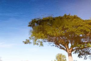 árbol abstracto en el reflejo del agua. foto