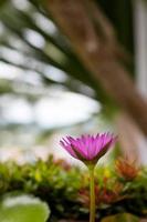Purple lotus bloom beautifully. photo