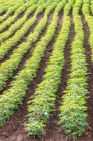 Background cassava plantation. photo