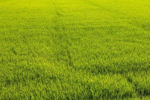 Background of green paddy fields photo