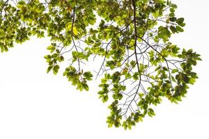 ver debajo de un árbol de caucho. foto