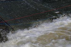 Freshwater fish in the net on the weir. photo