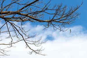 Dry branches with sky clouds. photo