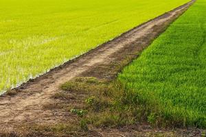 Background road berms green rice. photo