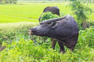 Buffalo eating grass nibble. photo