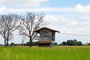 Old wood house with dead tree. photo