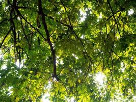 Lots of leafy green leaves. photo